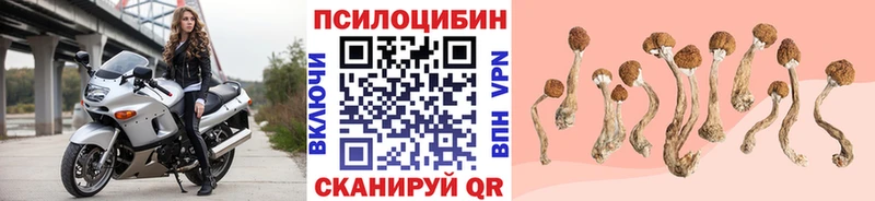 Купить где Яровое Псилоцибиновые грибы мицелий